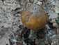 Óriás selyemgomba (Amanita ceciliae), Budai-hegység